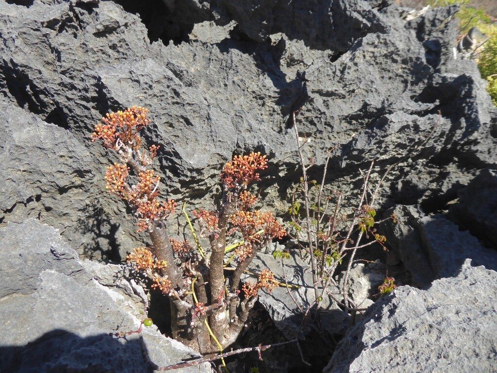 Cyphostemma rutilans habit