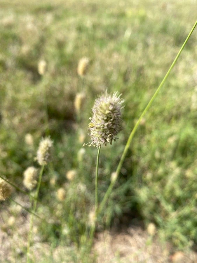 Pennisetum mezianum flower