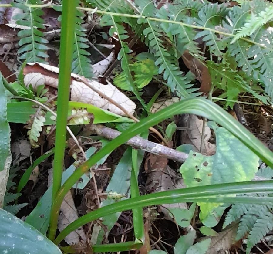 Cyperus friburgensis leaf