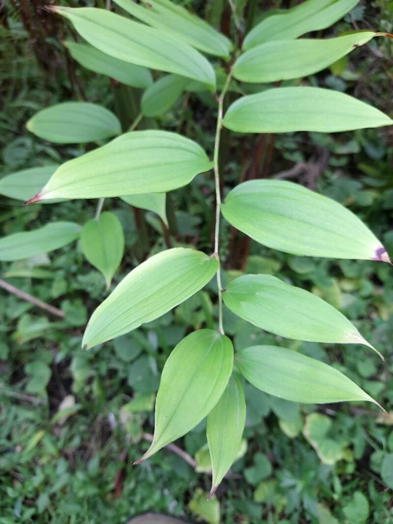 Disporum cantoniense — search result for 'Colchicaceae'