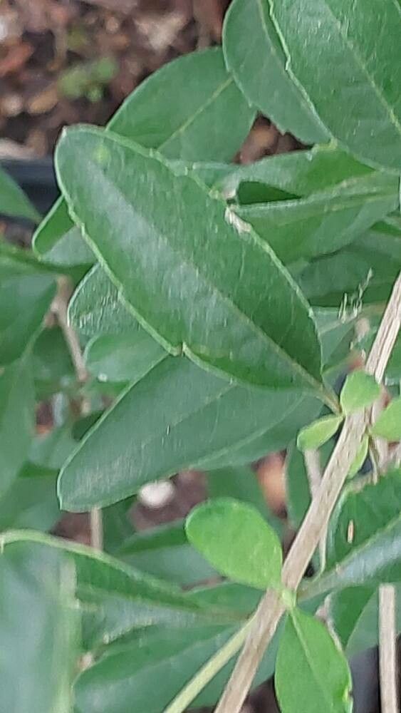 Lippia scaberrima — search result for 'Lippia'