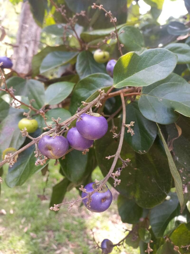 Gmelina fasciculiflora fruit