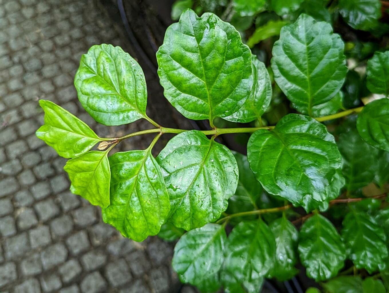 Buddleja indica leaf