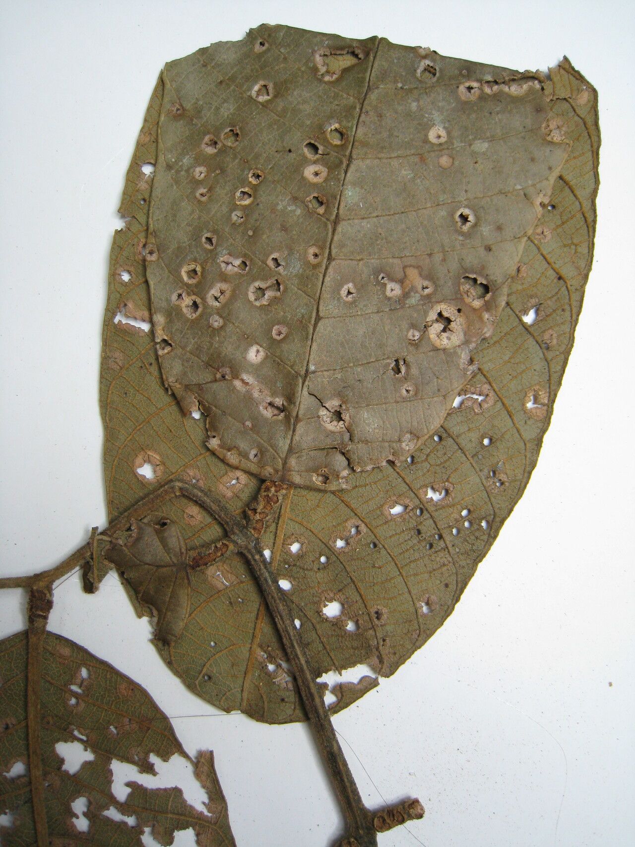 Ormosia coccinea other