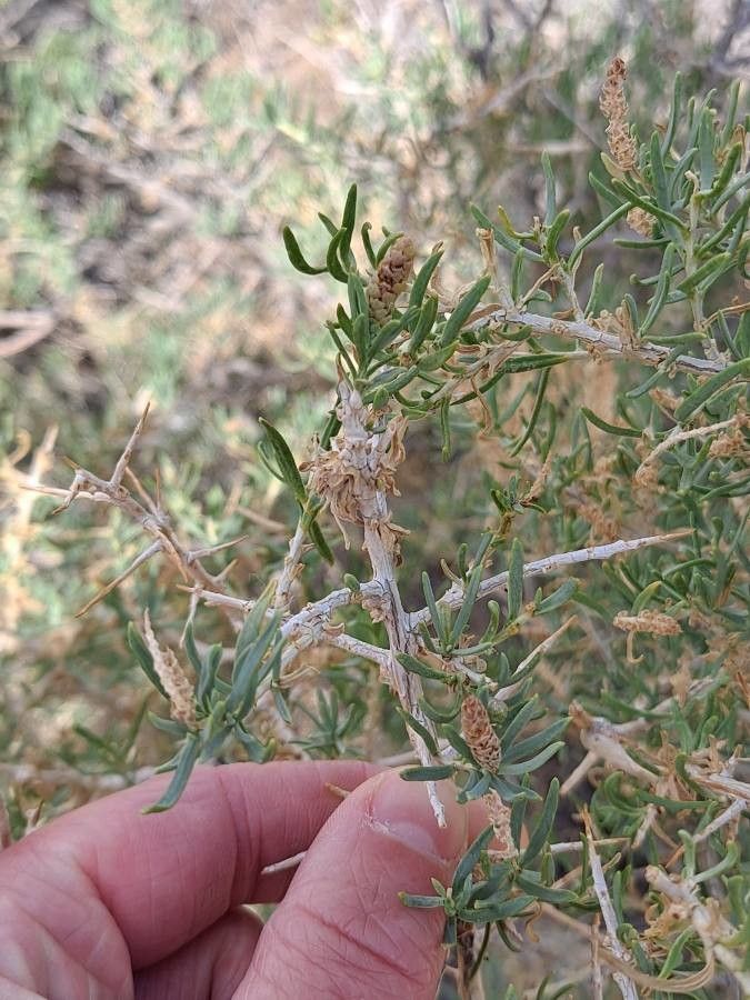 Sarcobatus vermiculatus — search result for 'Chenopodiaceae'