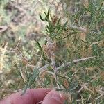 Sarcobatus vermiculatus