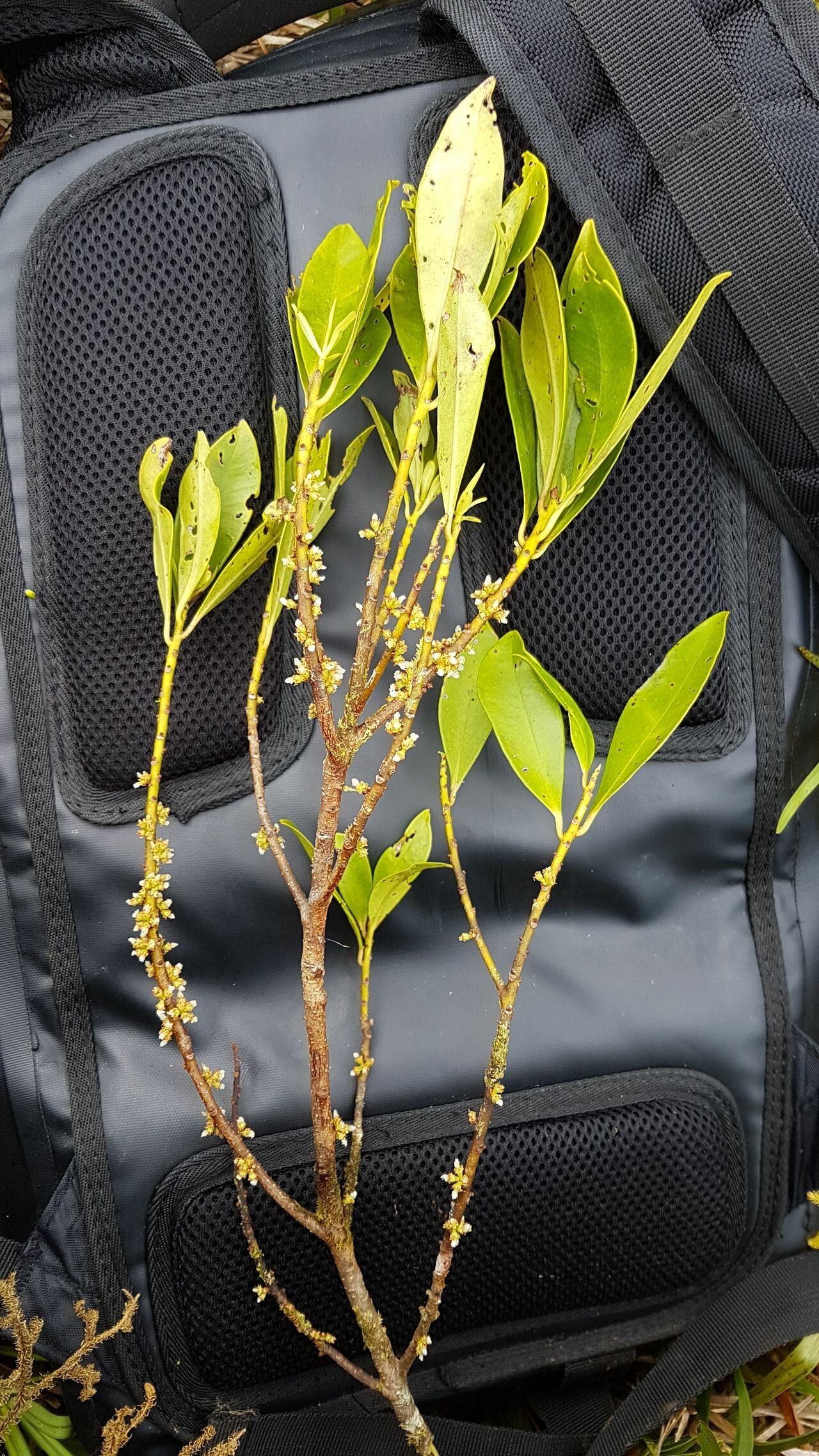 Myrsine parvicarpa other