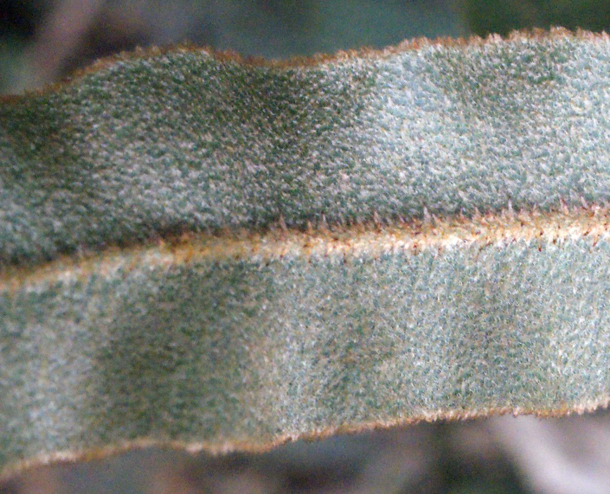 Elaphoglossum lancifolium leaf