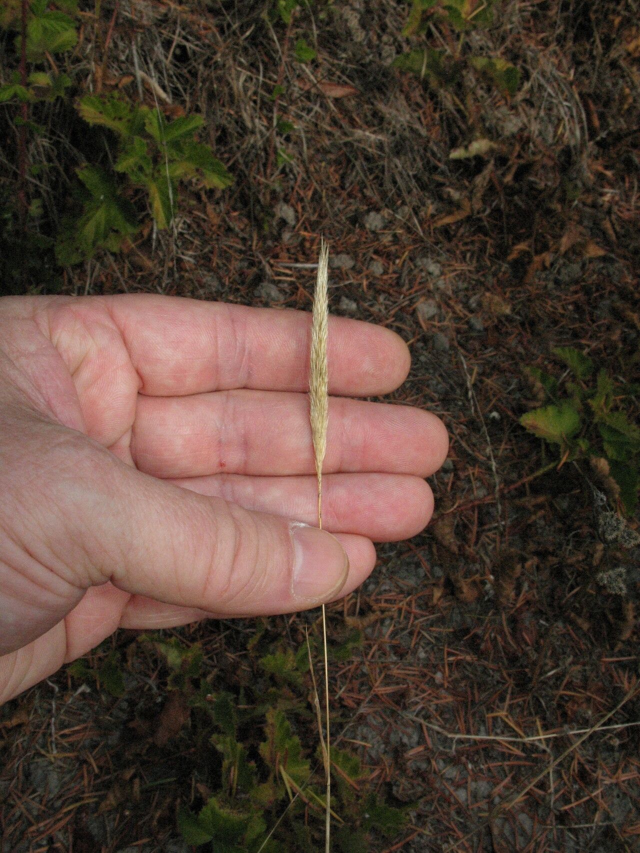 Gastridium phleoides fruit