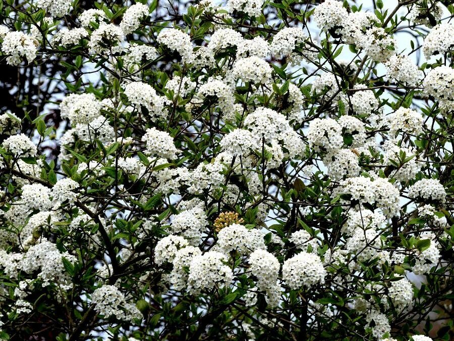 Viburnum x carlcephalum flower