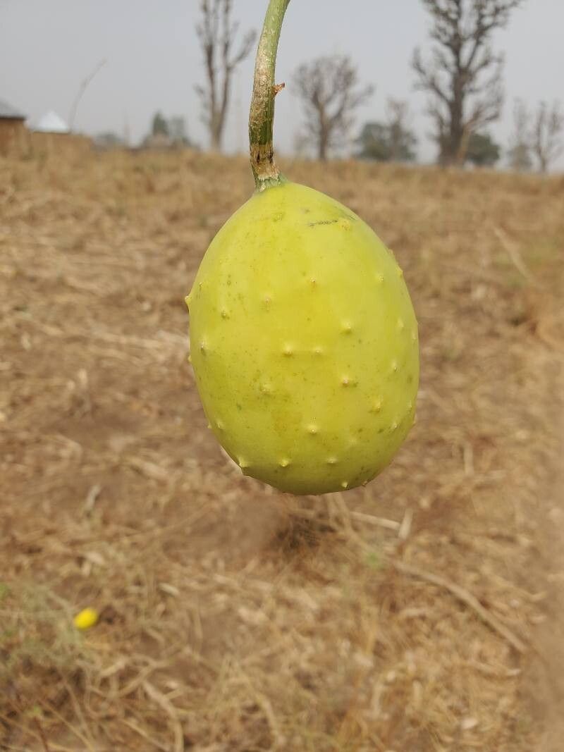 Cucumis pustulatus fruit