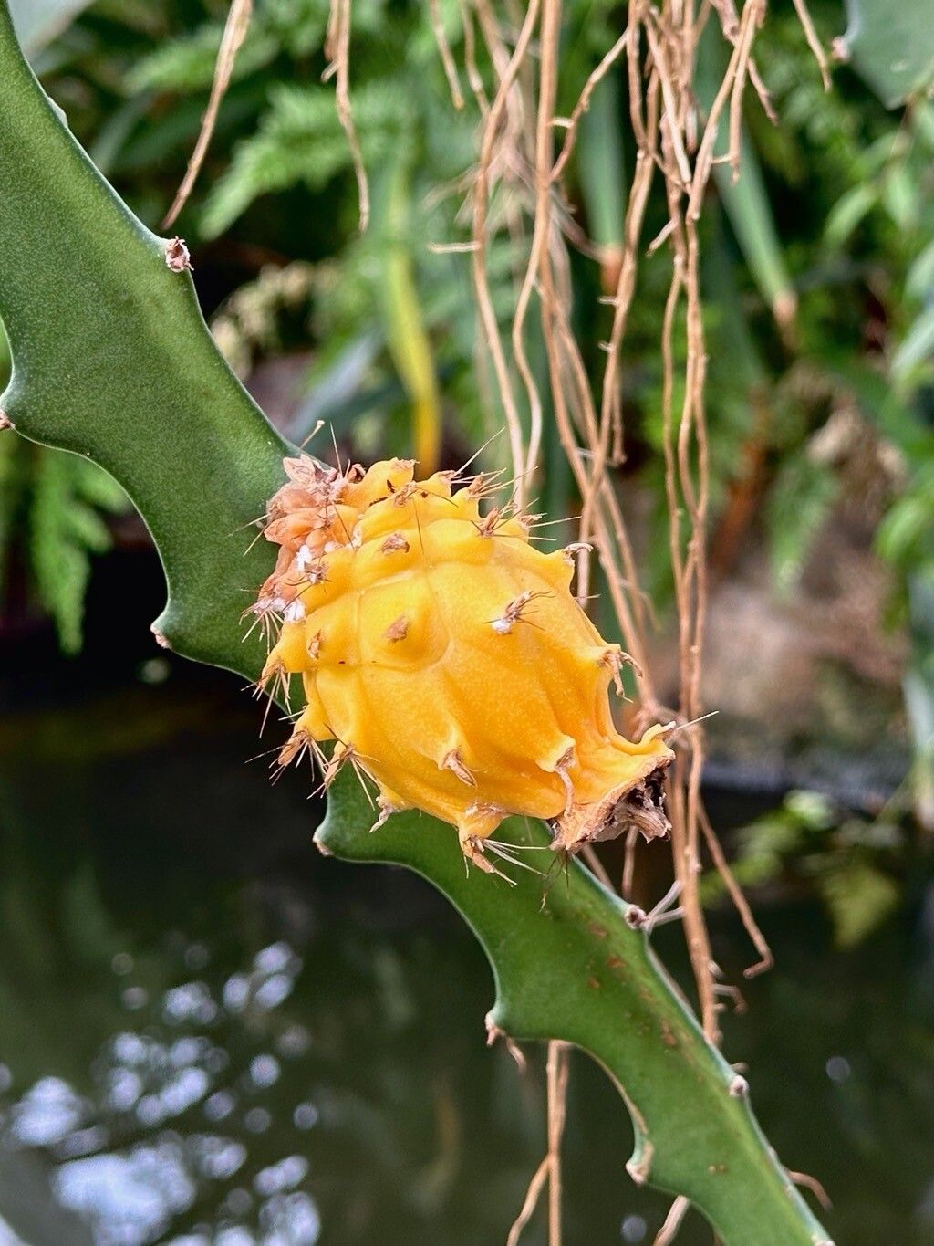 Selenicereus megalanthus fruit
