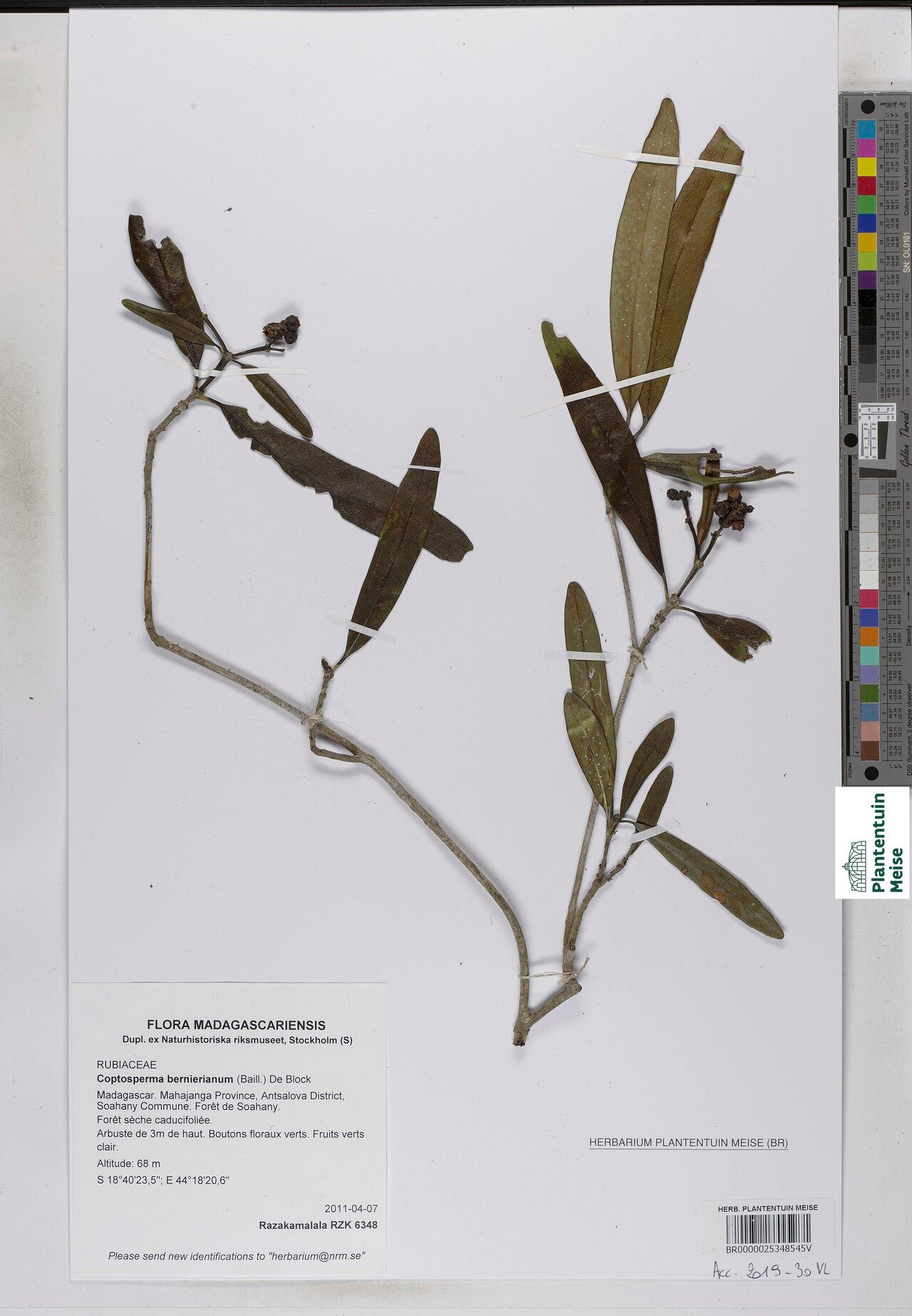 Coptosperma bernierianum — related species from the same genus