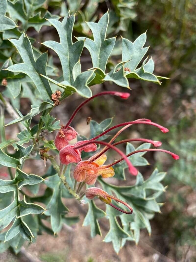 Grevillea bipinnatifida flower