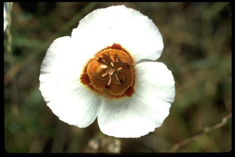 Calochortus vestae — search result for 'Calochortus'
