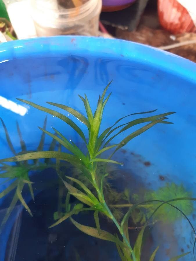 Nechamandra alternifolia — search result for 'Hydrocharitaceae'