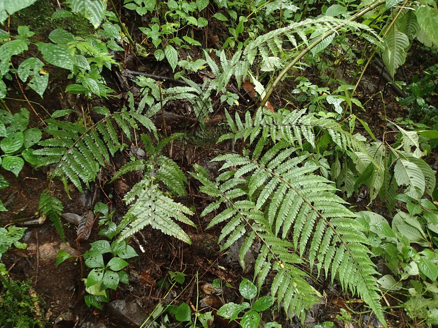 Polystichum transvaalense habit