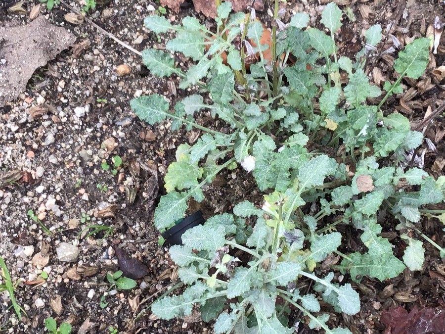 Salvia taraxacifolia leaf