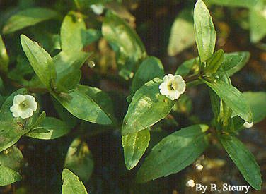 Gratiola virginiana habit