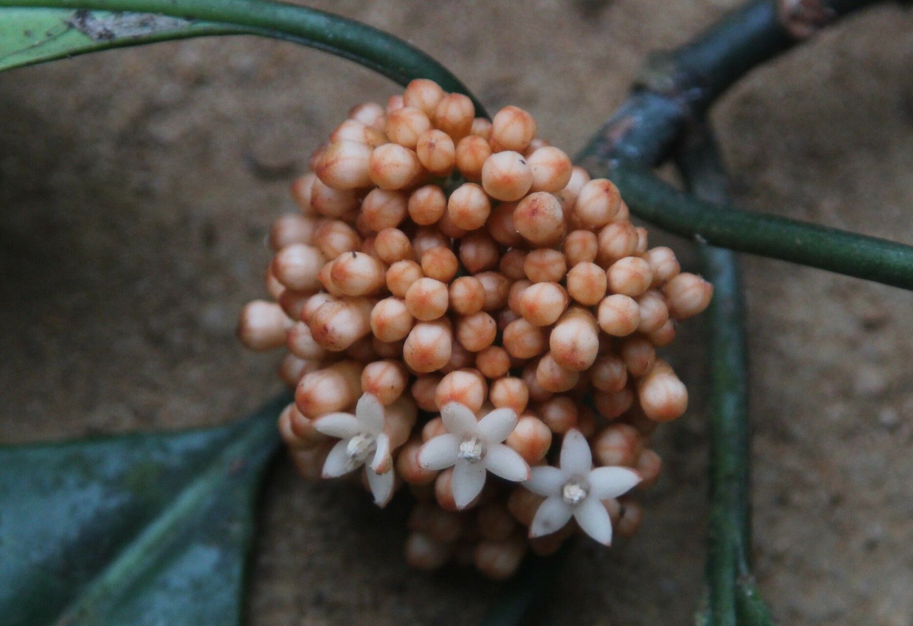 Psychotria lehmbachii flower