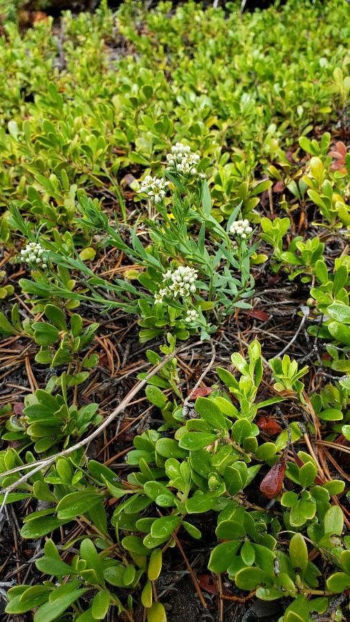 Comandra umbellata leaf
