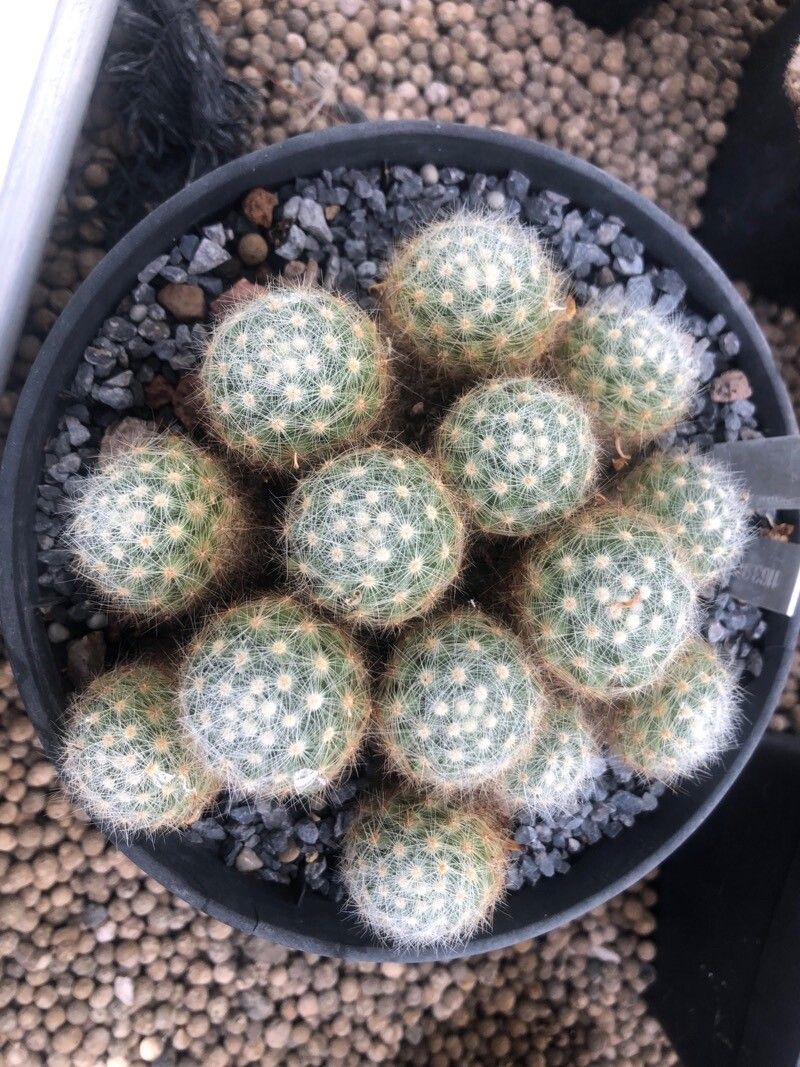 Mammillaria baumii leaf