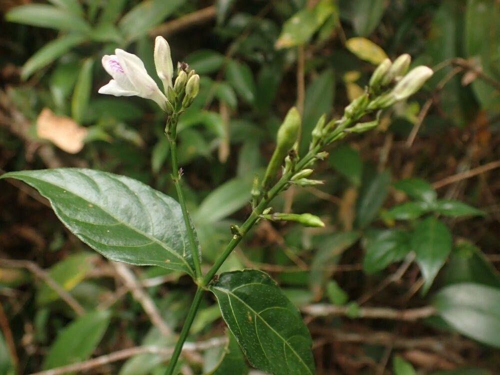 Asystasia africana — related species from the same genus