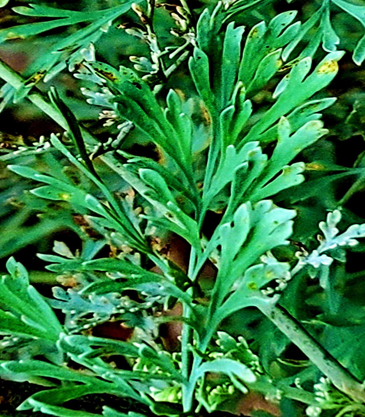 Ehrendorferia ochroleuca — related species from the same genus