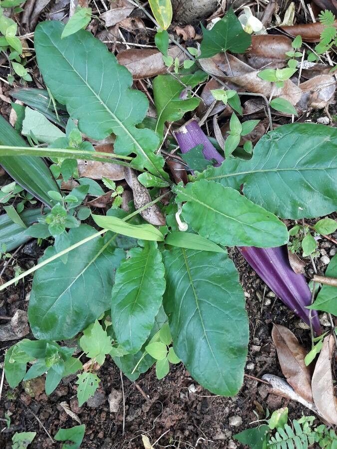 Chaptalia nutans leaf