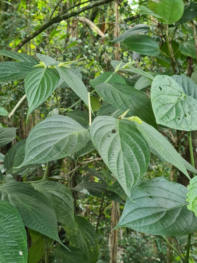Piper hispidum fruit