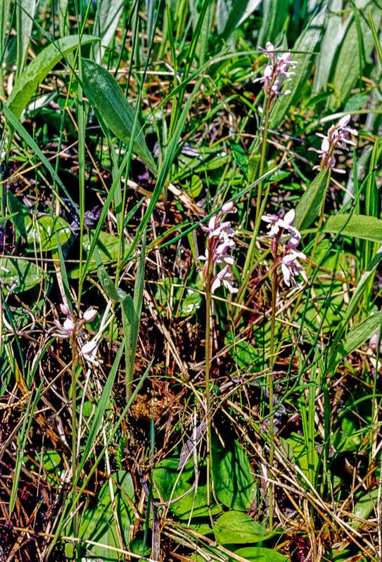 Galearis rotundifolia — search result for 'and Greenland'