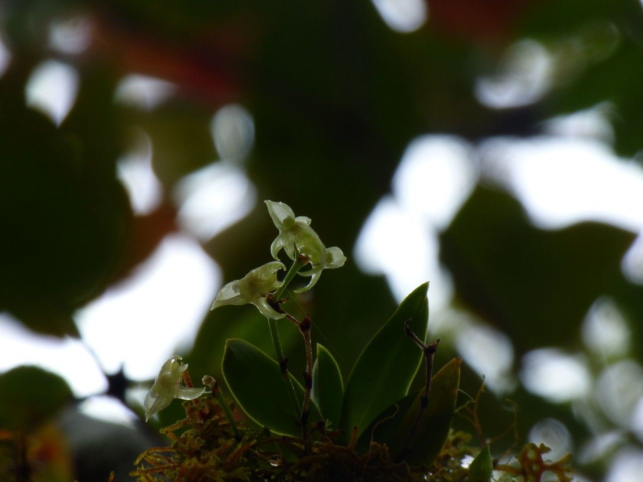 Angraecum crassifolium habit