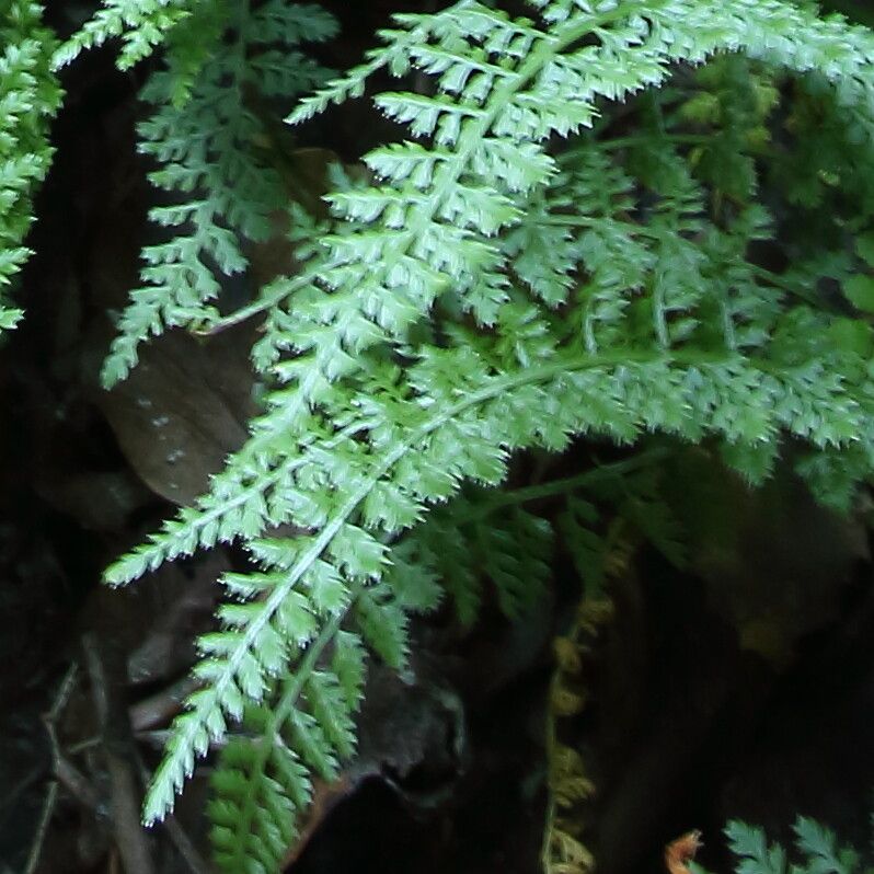 Asplenium exiguum leaf