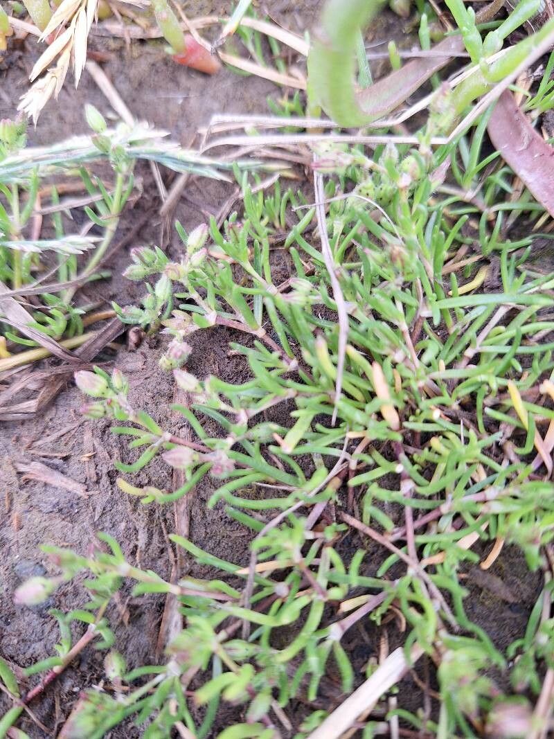 Spergularia canadensis — related species from the same genus