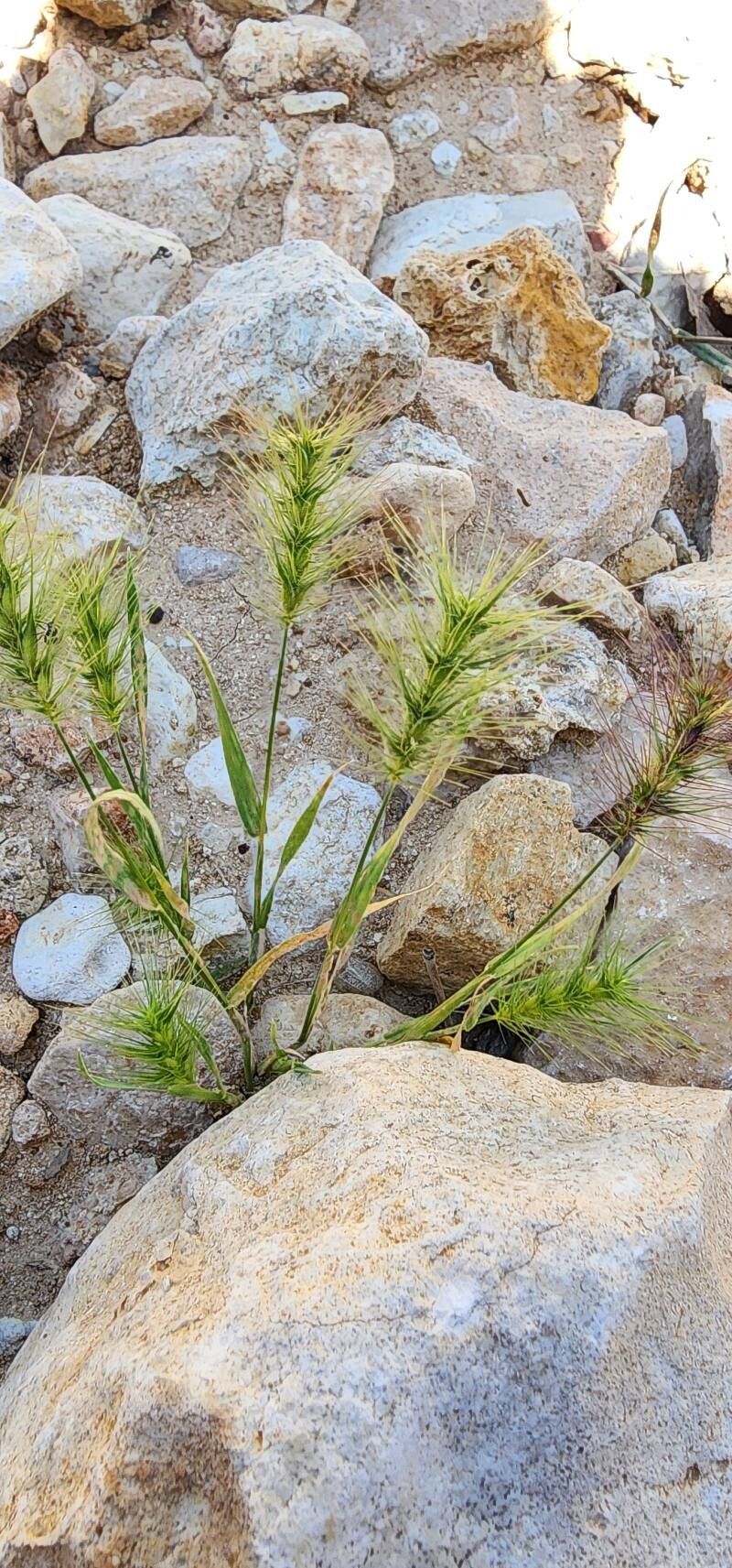 Aegilops kotschyi habit