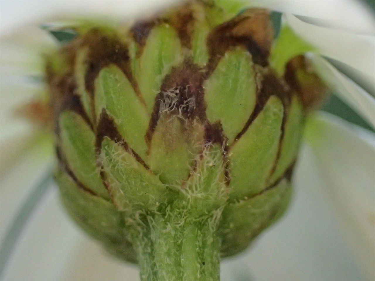 Tanacetum corymbosum fruit