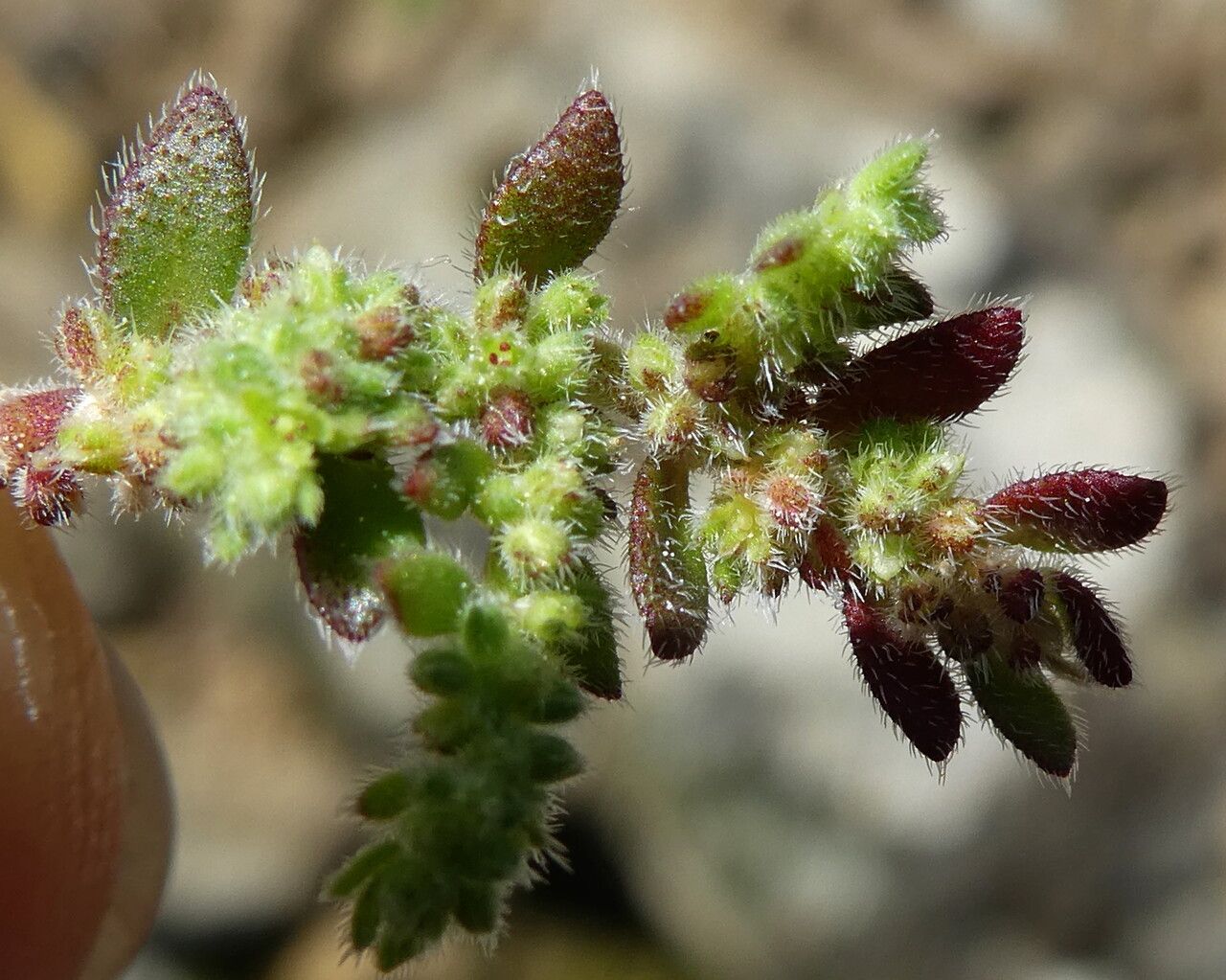 Herniaria hirsuta flower