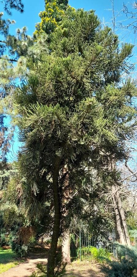 Araucaria subulata habit