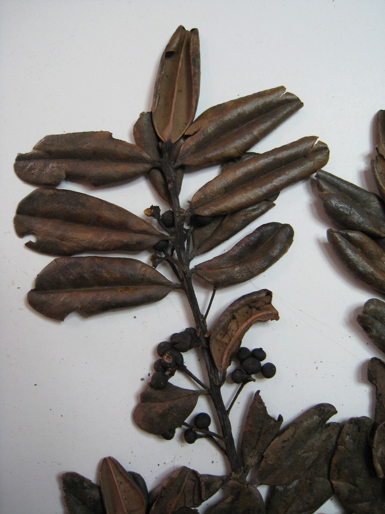 Ilex retusa — search result for 'Ilex'