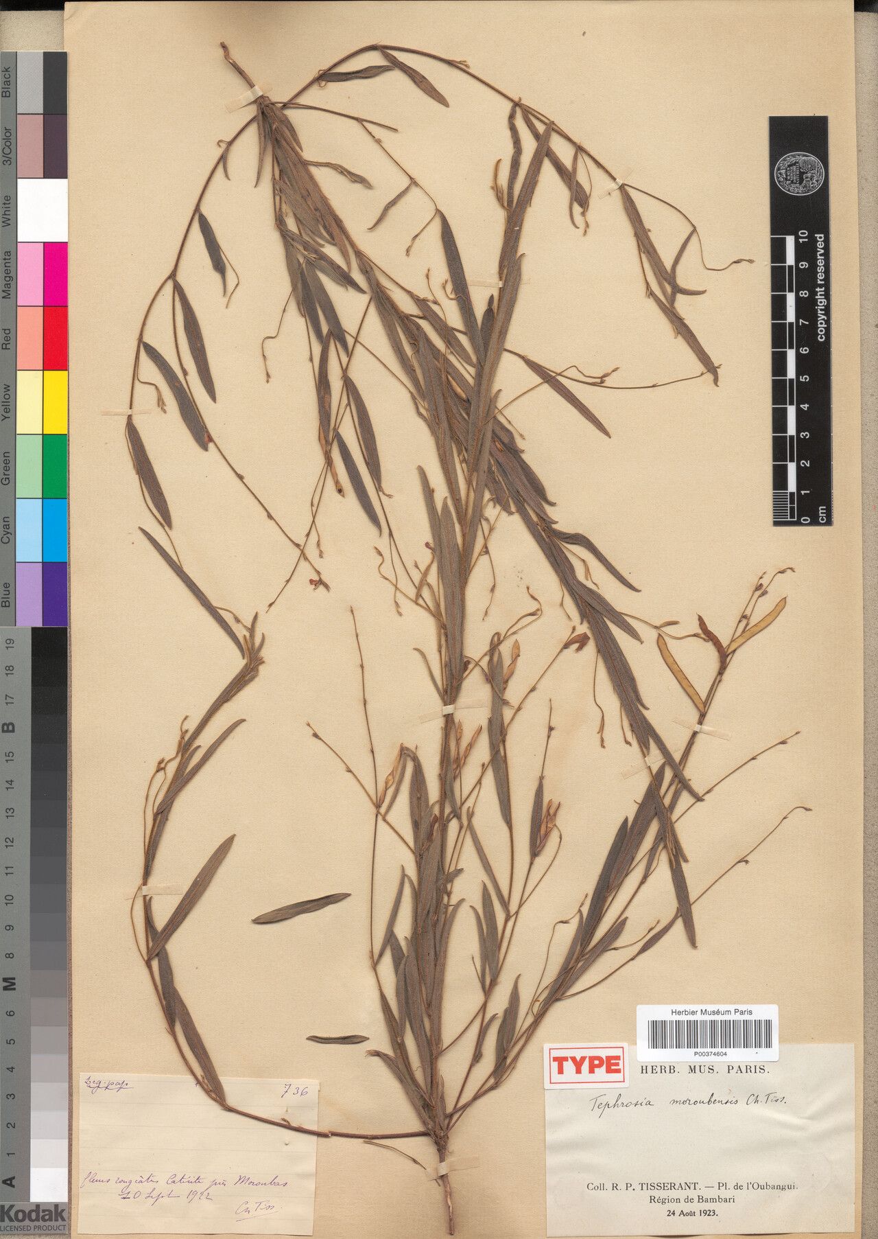 Tephrosia moroubensis — houseplant care guide