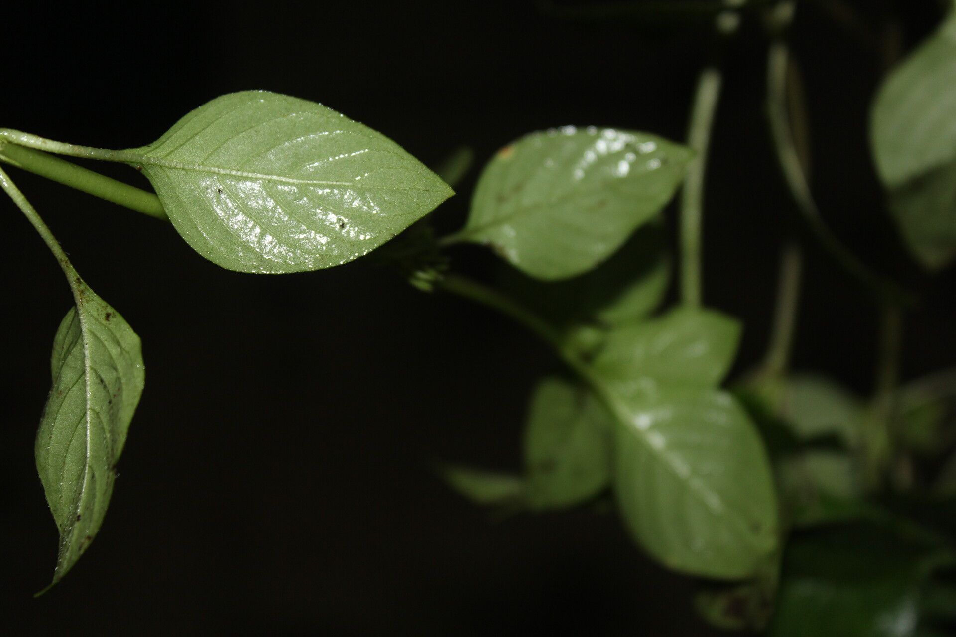 Coccocypselum hispidulum leaf