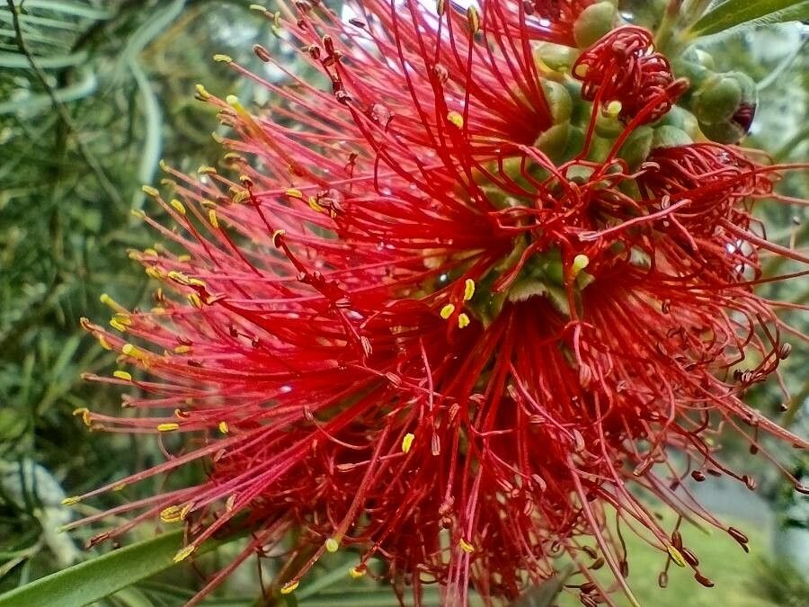 Melaleuca linearifolia flower