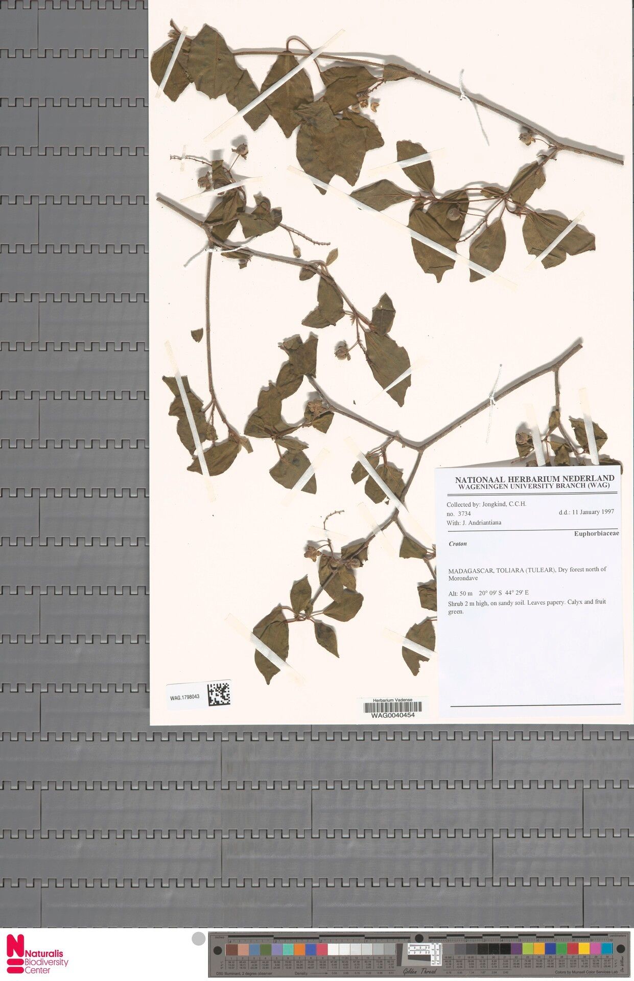 Croton bastardii — houseplant care guide