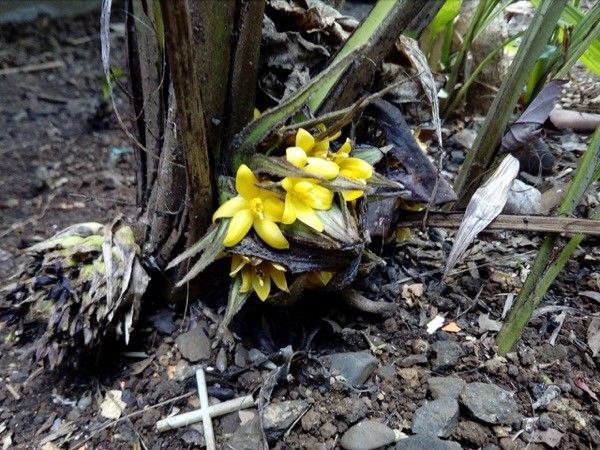 Curculigo capitulata flower