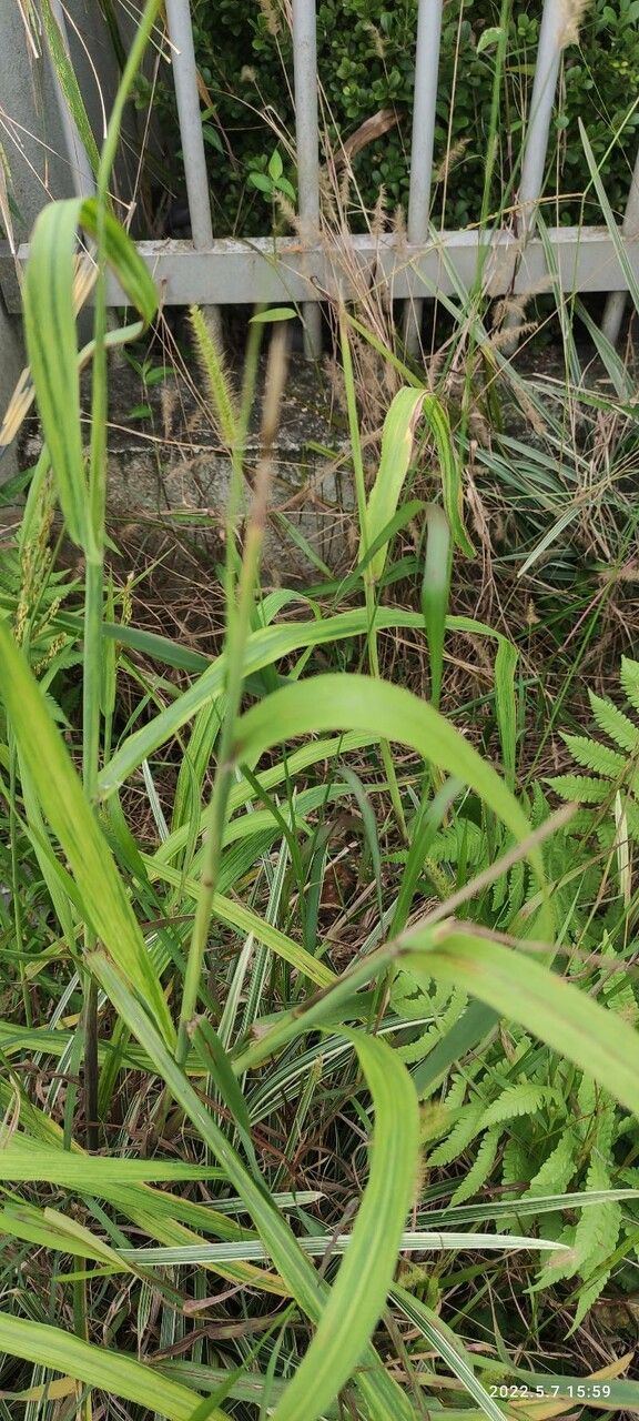 Pennisetum polystachion leaf