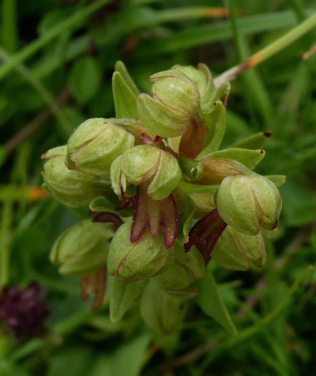 Dactylorhiza viridis flower