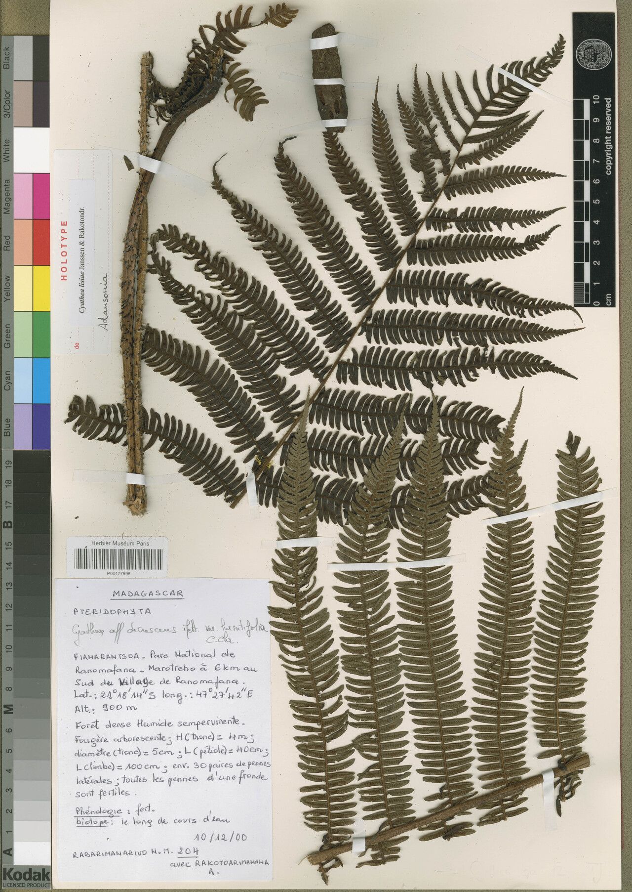 Alsophila lisyae — houseplant care guide