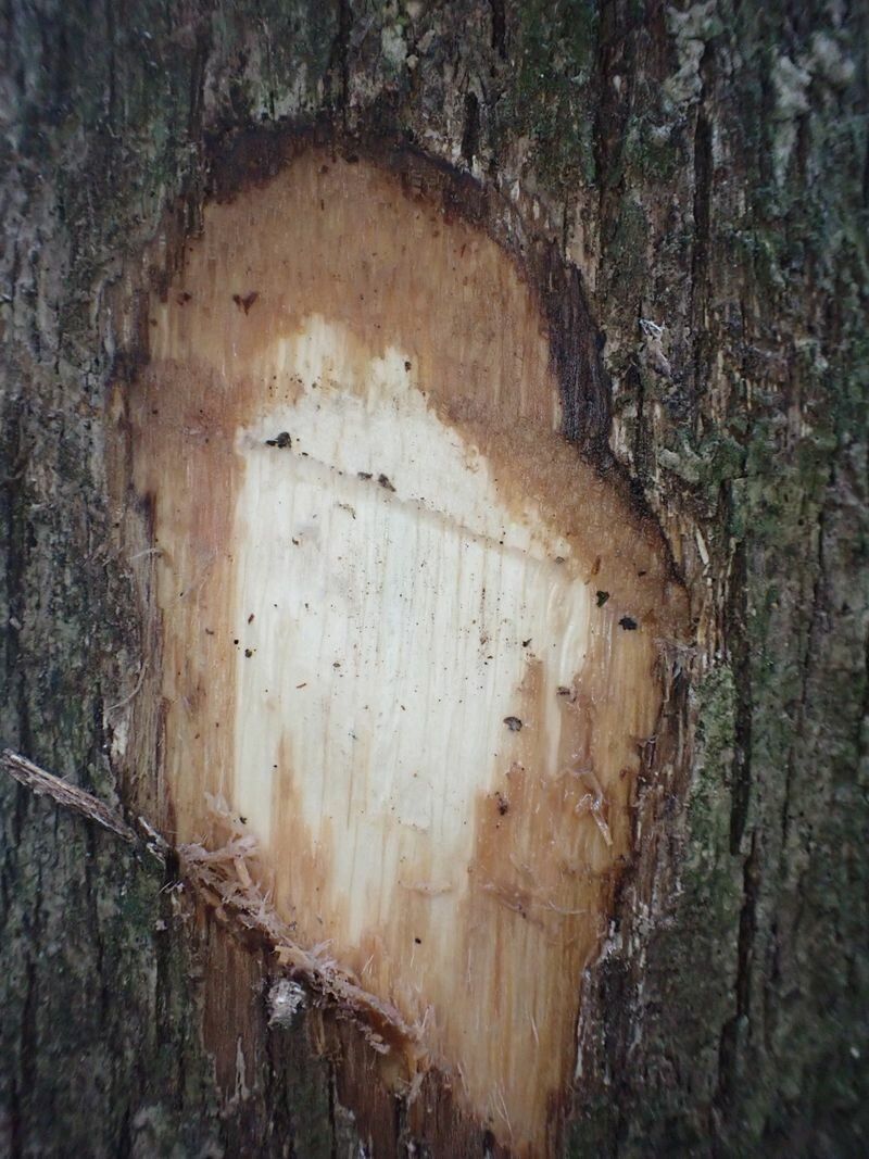 Shirakiopsis elliptica bark