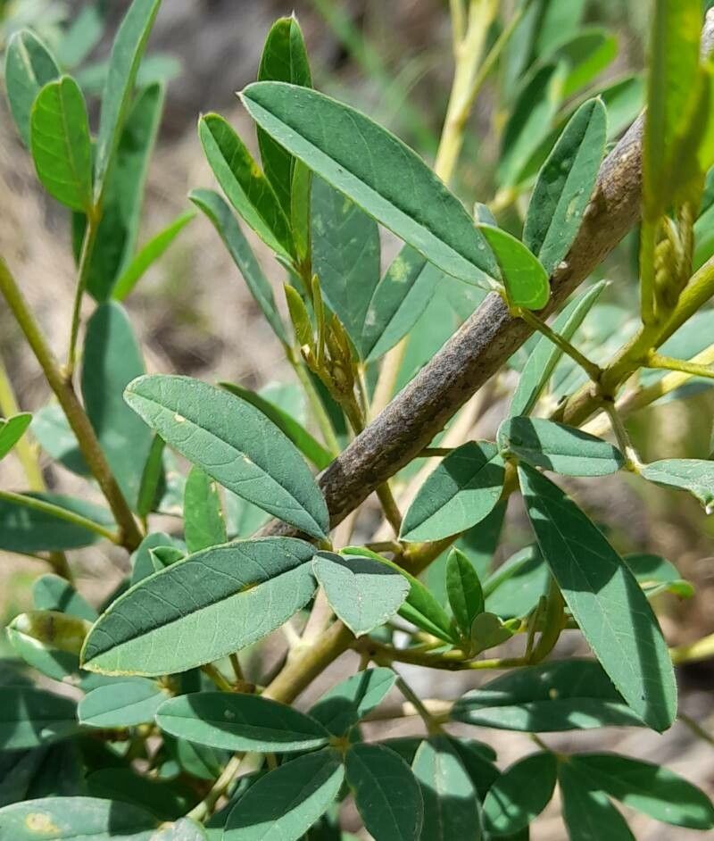 Crotalaria maypurensis — search result for 'Crotalaria'