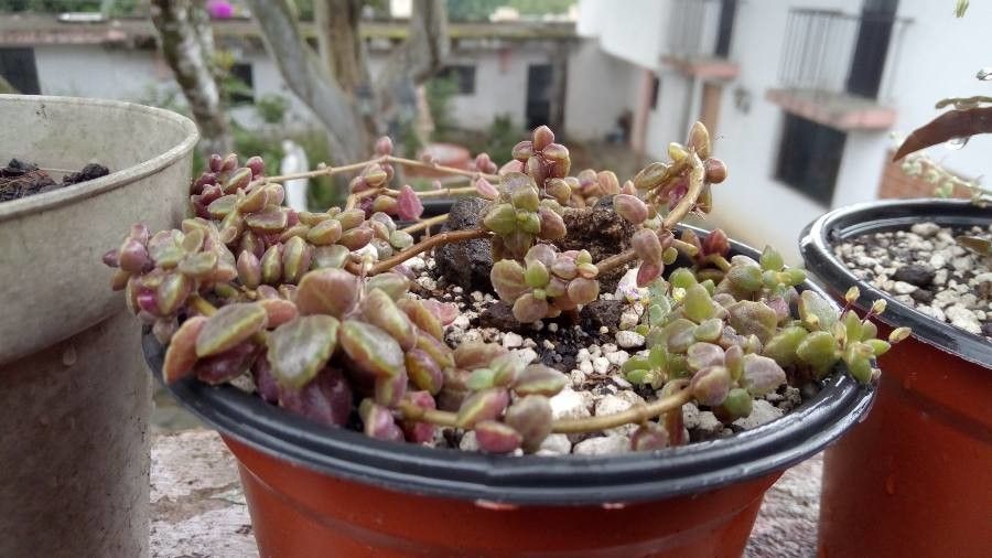 Coleus prostratus bark